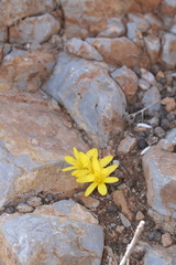 Sternbergia lutea
