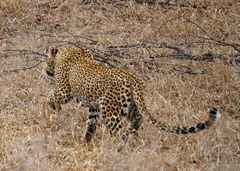 Panthera pardus pardus