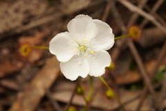 Drosera planchonii
