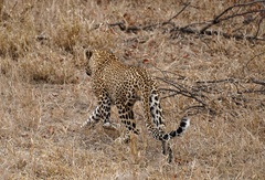 Panthera pardus pardus