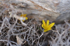 Sternbergia lutea
