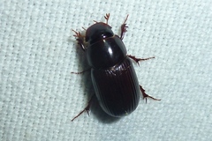 Acrossus rufipes