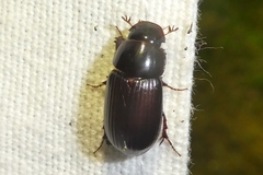 Acrossus rufipes