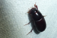 Acrossus rufipes