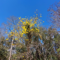 Handroanthus