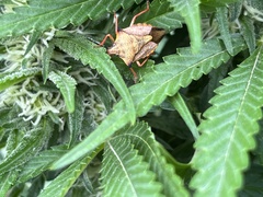 Carpocoris mediterraneus atlanticus