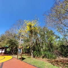 Handroanthus