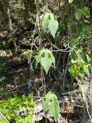 Ipomoea lindheimeri