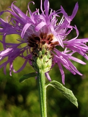 Centaurea