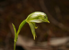 Pterostylis smaragdyna