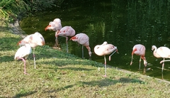 Phoenicopterus