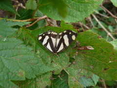 Psychostrophia melanargia