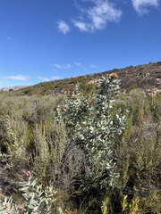 Protea nitida