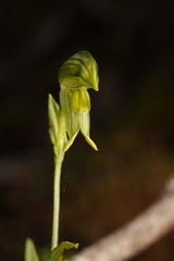 Pterostylis smaragdyna