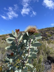 Protea nitida