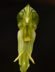 Pterostylis smaragdyna