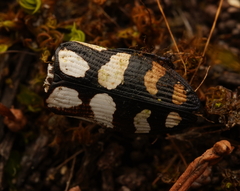 Castiarina adelaidae