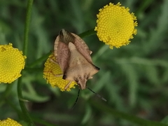 Carpocoris fuscispinus