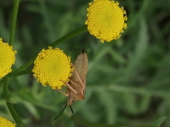 Carpocoris fuscispinus