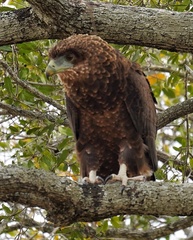 Terathopius ecaudatus