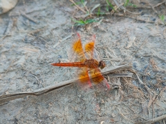 Brachythemis contaminata
