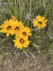 Gazania linearis
