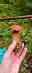 Neoboletus