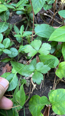 Sanicula canadensis