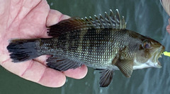 Centropristis striata