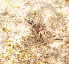 Camponotus suffusus bendigensis