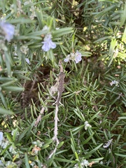 Strophurus intermedius