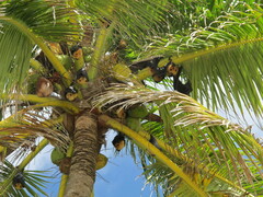 Pteropus seychellensis seychellensis