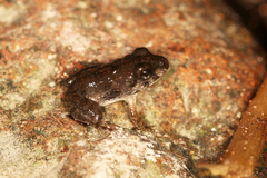 Anura