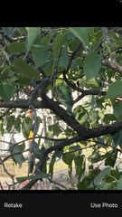 Melopsittacus undulatus domesticus