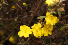 Hibbertia riparia