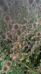 Dipsacus strigosus