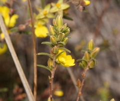 Hibbertia riparia