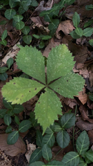 Potentilla canadensis