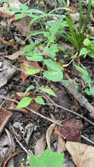 Symphoricarpos orbiculatus