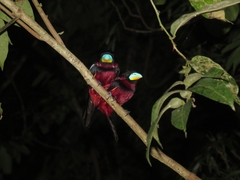 Cymbirhynchus macrorhynchos