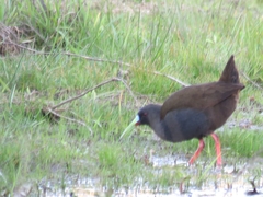 Pardirallus sanguinolentus