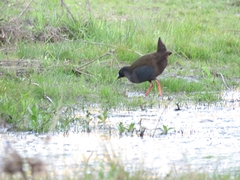 Pardirallus sanguinolentus