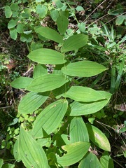 Uvularia grandiflora