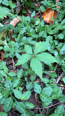 Parthenocissus quinquefolia