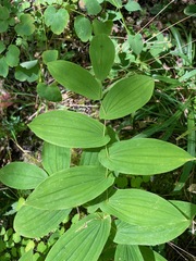 Uvularia grandiflora