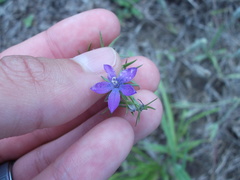 Triodanis leptocarpa