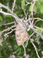 Libytheana carinenta mexicana