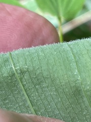 Uvularia grandiflora