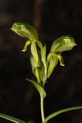 Pterostylis smaragdyna