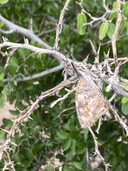 Libytheana carinenta mexicana